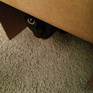 10403649_10205750932193521_1304161319433807320_n