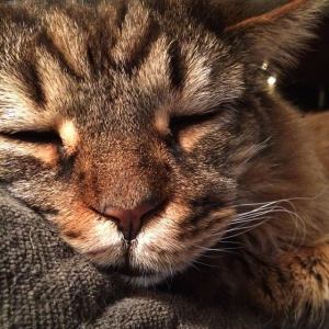 10846038_10205177751384359_3737132023887782657_n