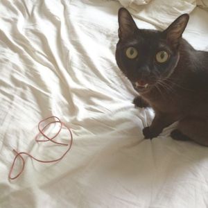 11392988_10206612599414663_1195486430500877372_n