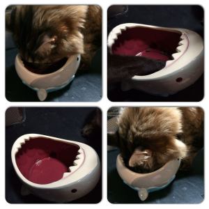 11717398_10206865408534733_2639228858772362340_o