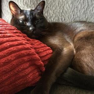 13701217_10209595133336147_4127976201386267050_o